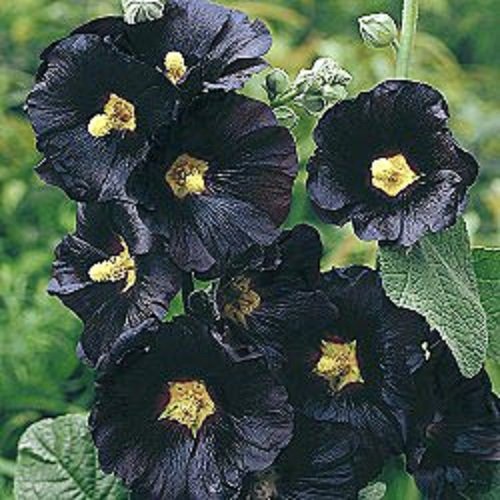 Amazon.com : 50+ Black Hollyhock Flower Seeds/Alcea/Perennial